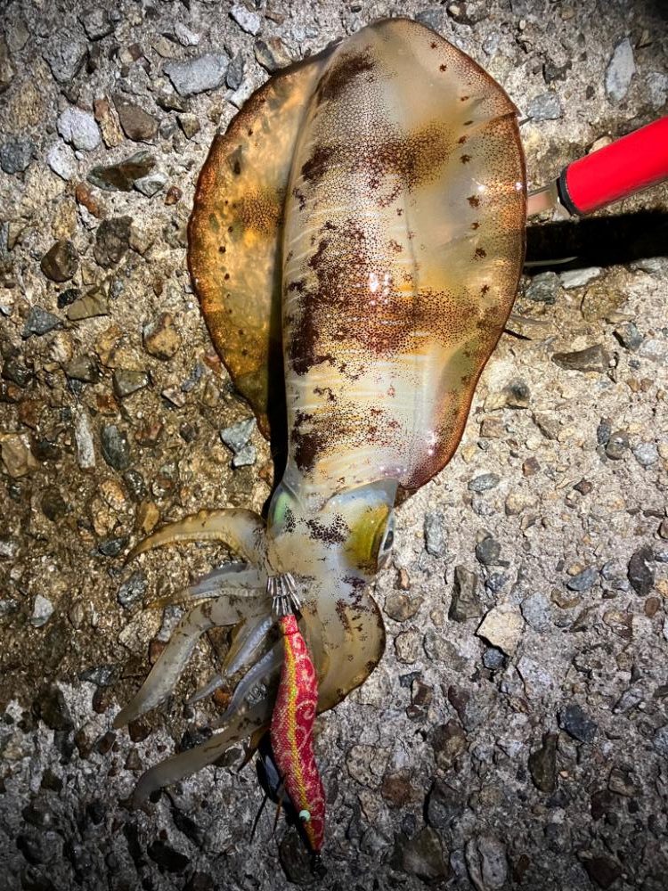 今期はラストエギング