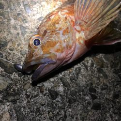 アコウ狙い　40UP釣りたい