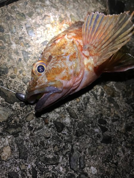 アコウ狙い　40UP釣りたい