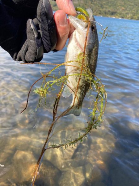 まだまだ釣れる２桁釣果