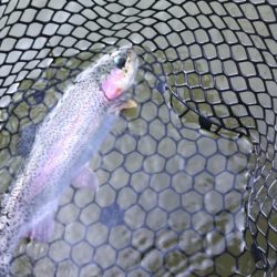 トラウト開幕？！