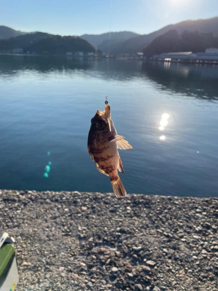 今季初アジング 記録更新初40cm