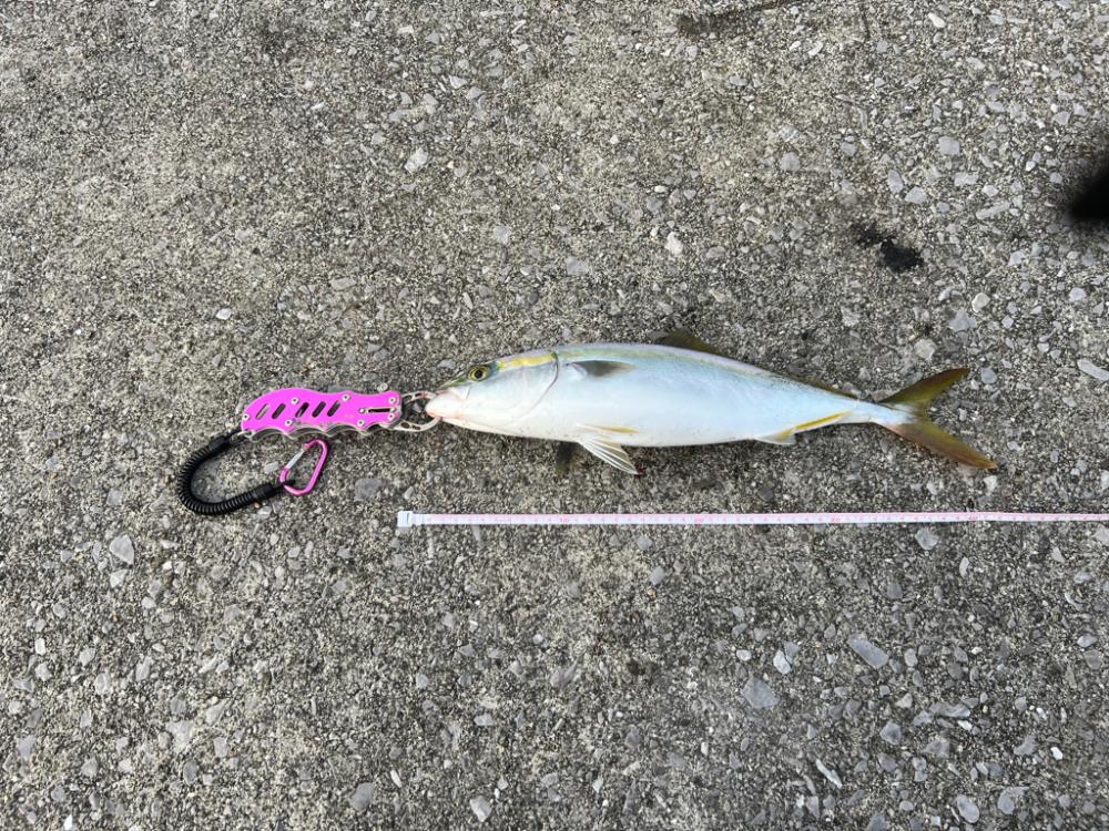 ボイル祭り!(笑)