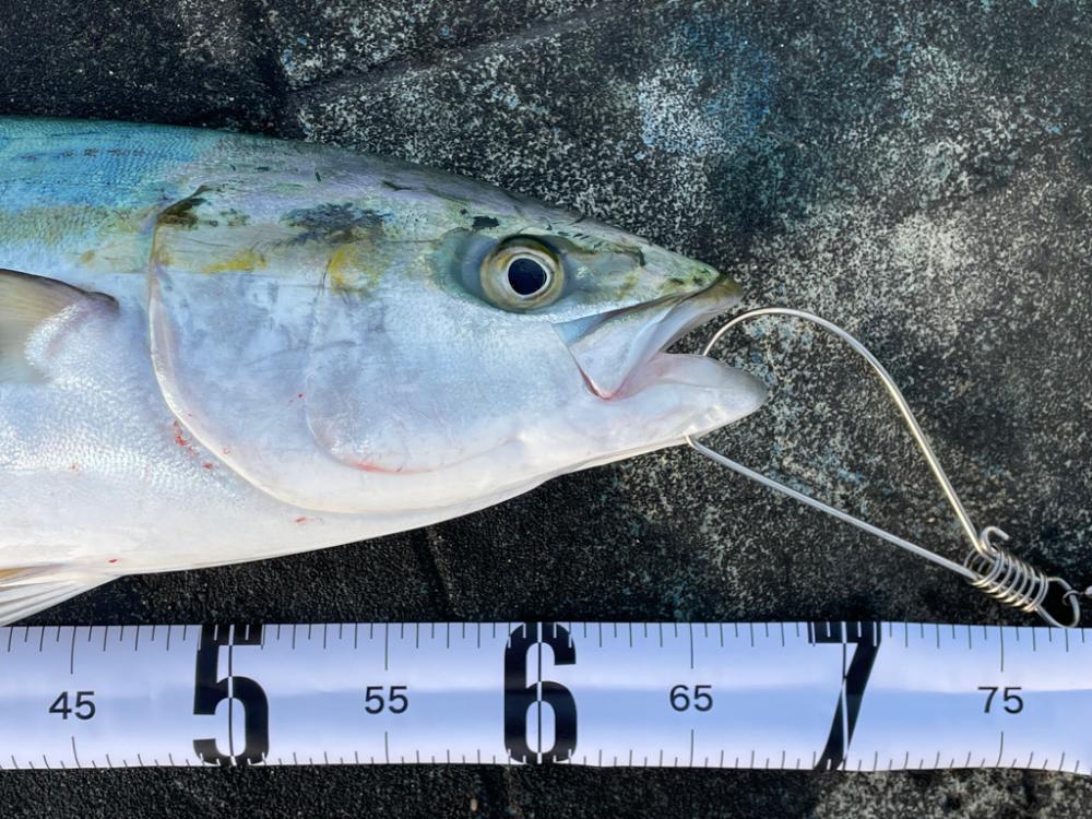 エレベーターで2本来ました🐟🐟