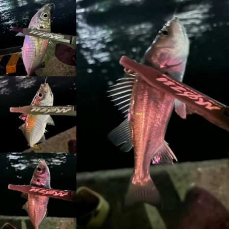 ひっそりと湾奥アジング