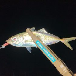 仕事帰りにアジング