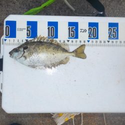 今シーズンラストかかり釣り