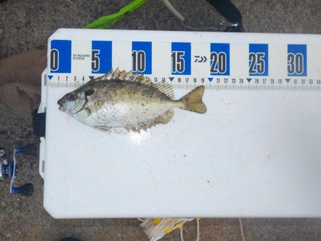 今シーズンラストかかり釣り