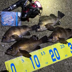 シーズン開幕メバリング