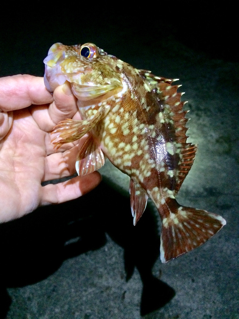 ベイトタックルでガシラ