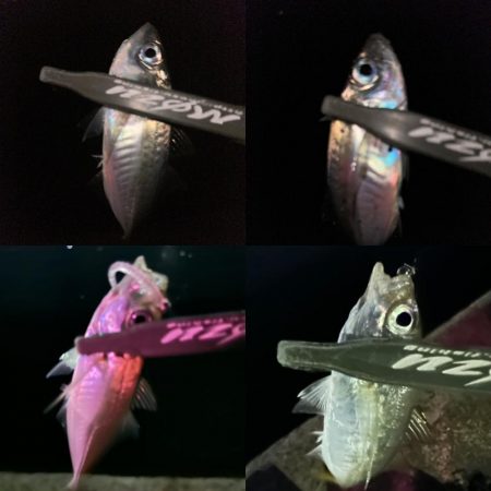 ボトム放置のアジング