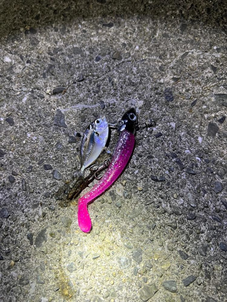 シーバス狙いの夜釣り