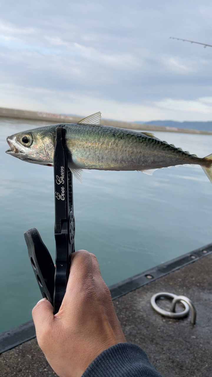 少し遠征アジング