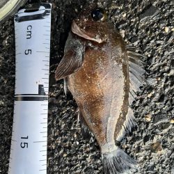 根魚ライトゲーム