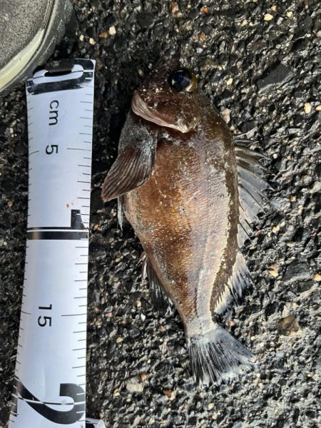 根魚ライトゲーム