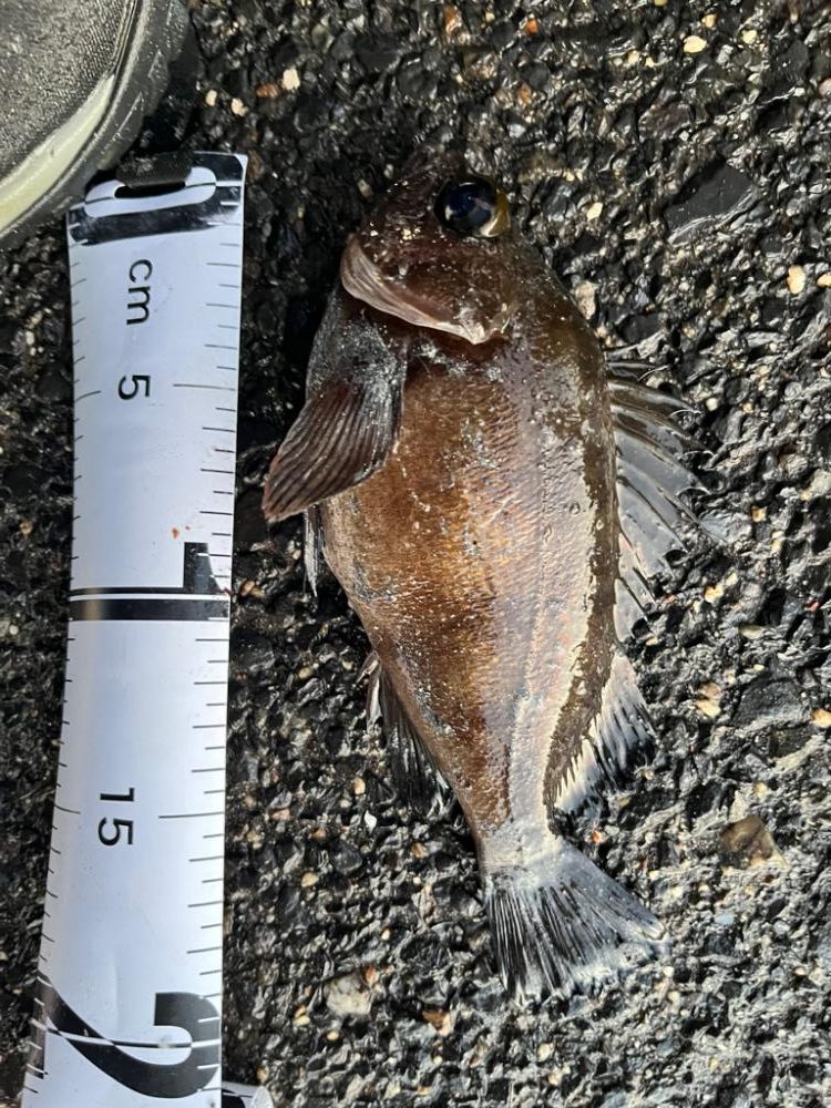 根魚ライトゲーム