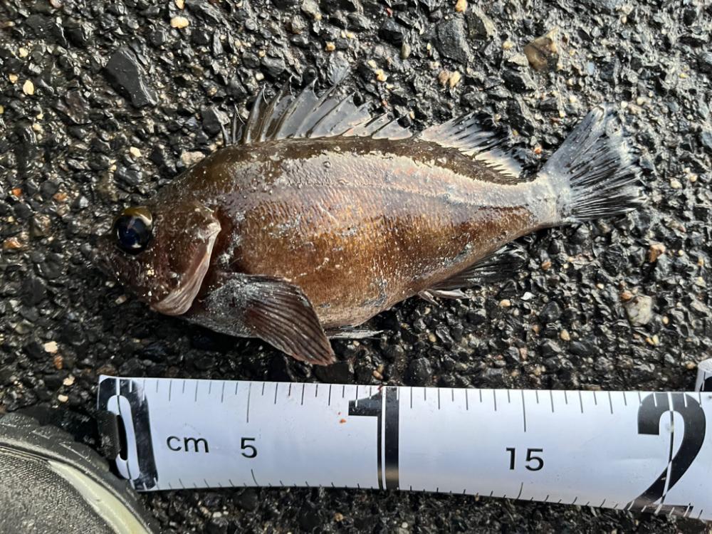 根魚ライトゲーム