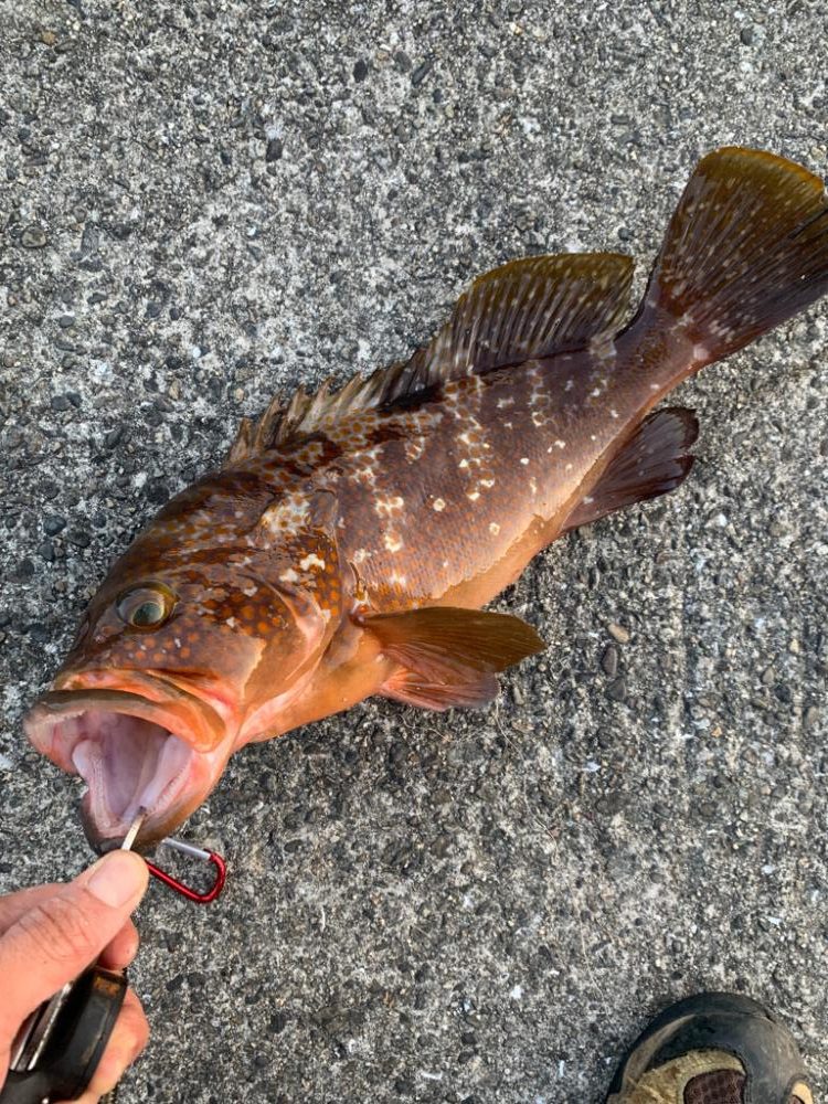 足元の主！でかアコウ