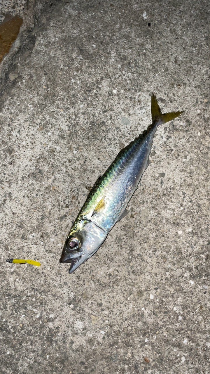 アジングで五目達成!