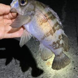 なんとかゲット。明石でメバル