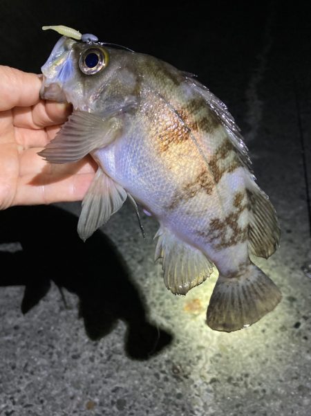 なんとかゲット。明石でメバル