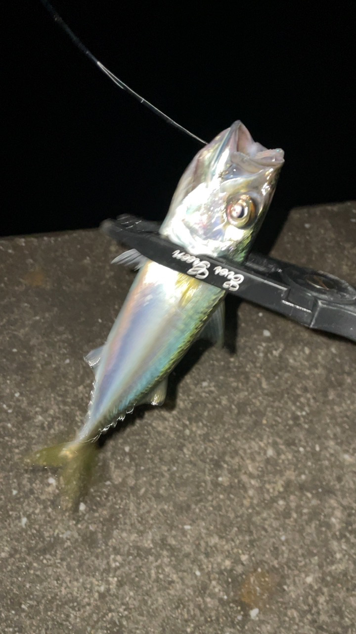 アジングでまたグレが!