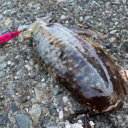 今季２杯目キロアップ