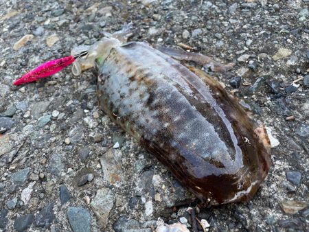 今季２杯目キロアップ