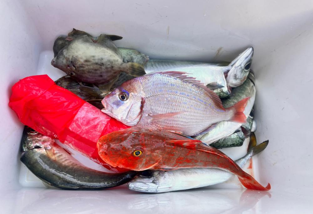 いろんな魚が釣れました