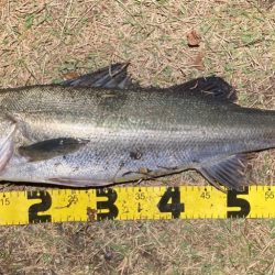 シーバスフィッシング