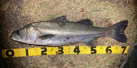 シーバスフィッシング