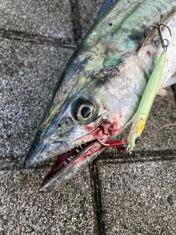 湾奥激渋。青牙秋サゴシ57cm。。