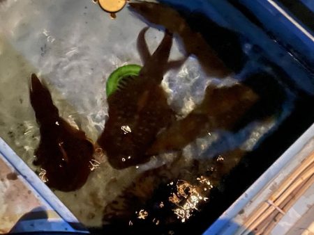 ３杯目のキロアップ