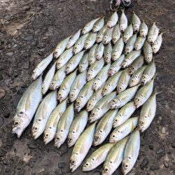 尺まで寸足らず…