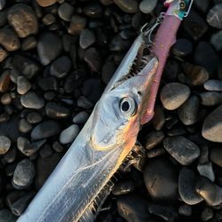 サーフタチウオ攻略法