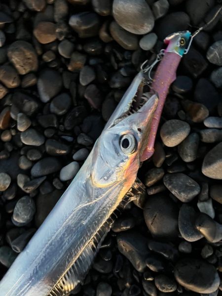 サーフタチウオ攻略法