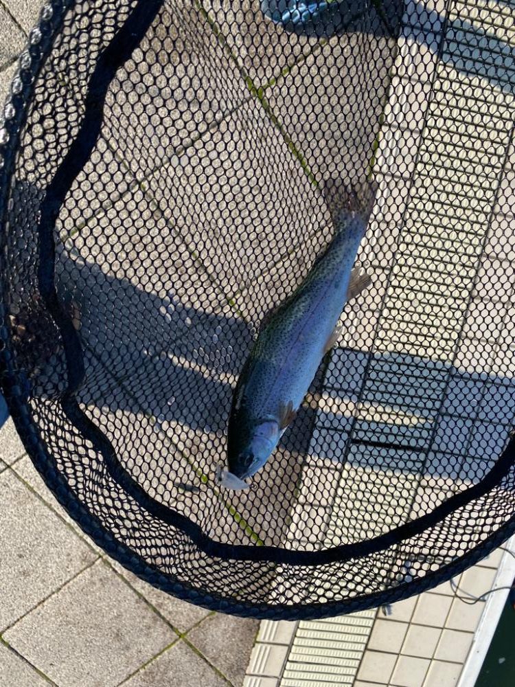 亀岡プールトラウト