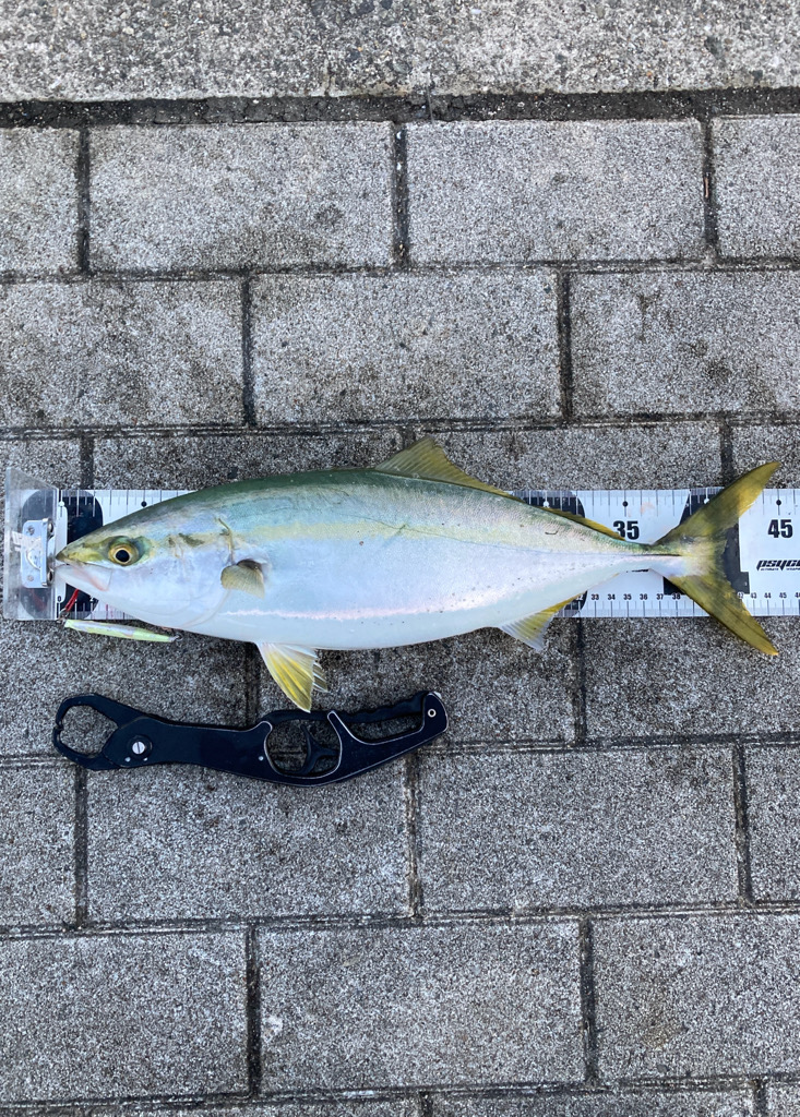 激混み激渋湾奥コスモ。メタボギリハマチ45cm。。