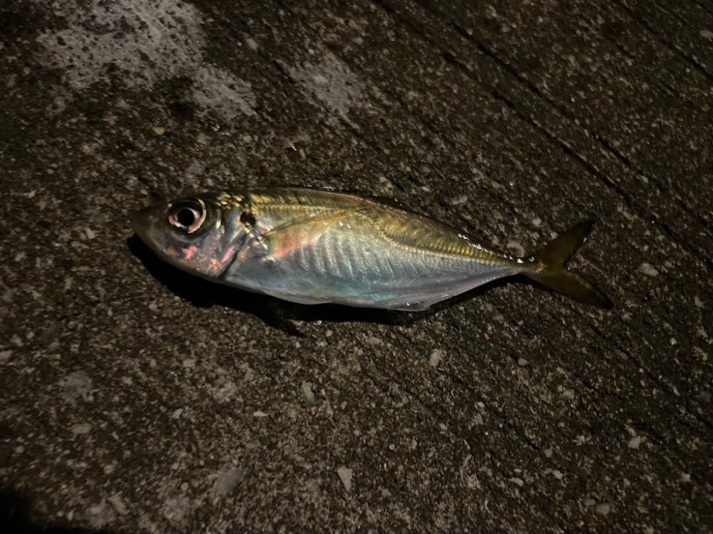 シーバス諦めてアジング