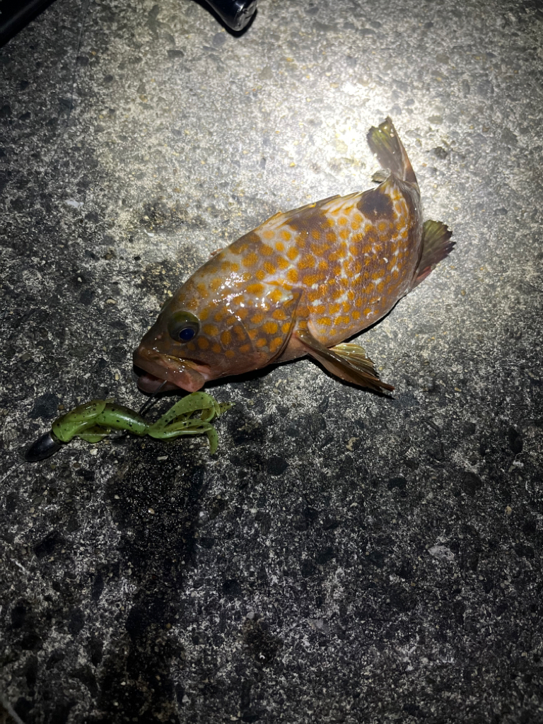 まだまだアコウ狙い