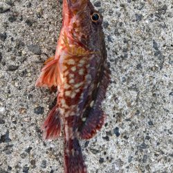 青物が釣れません…