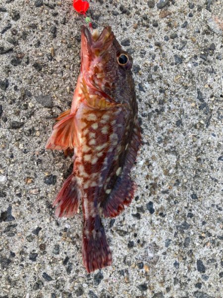 青物が釣れません…