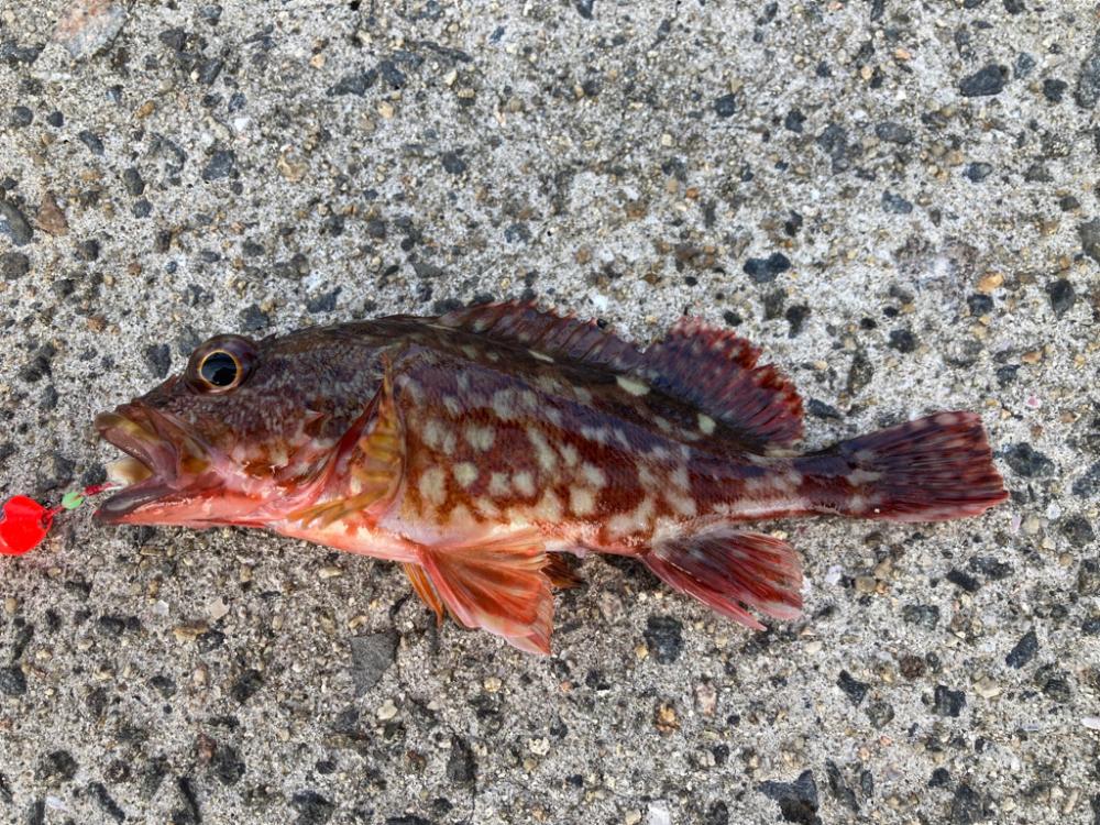 青物が釣れません…