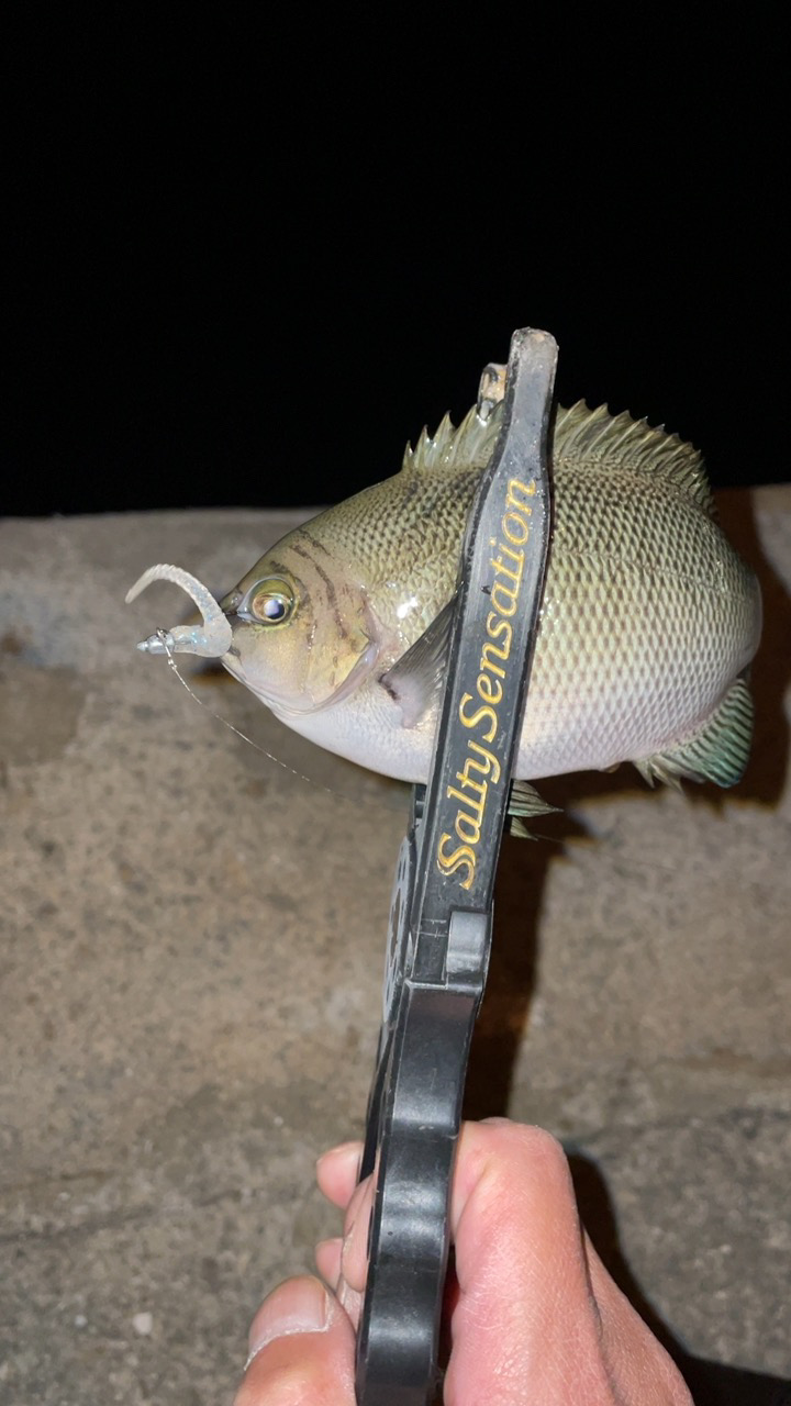 アジングで五目達成!