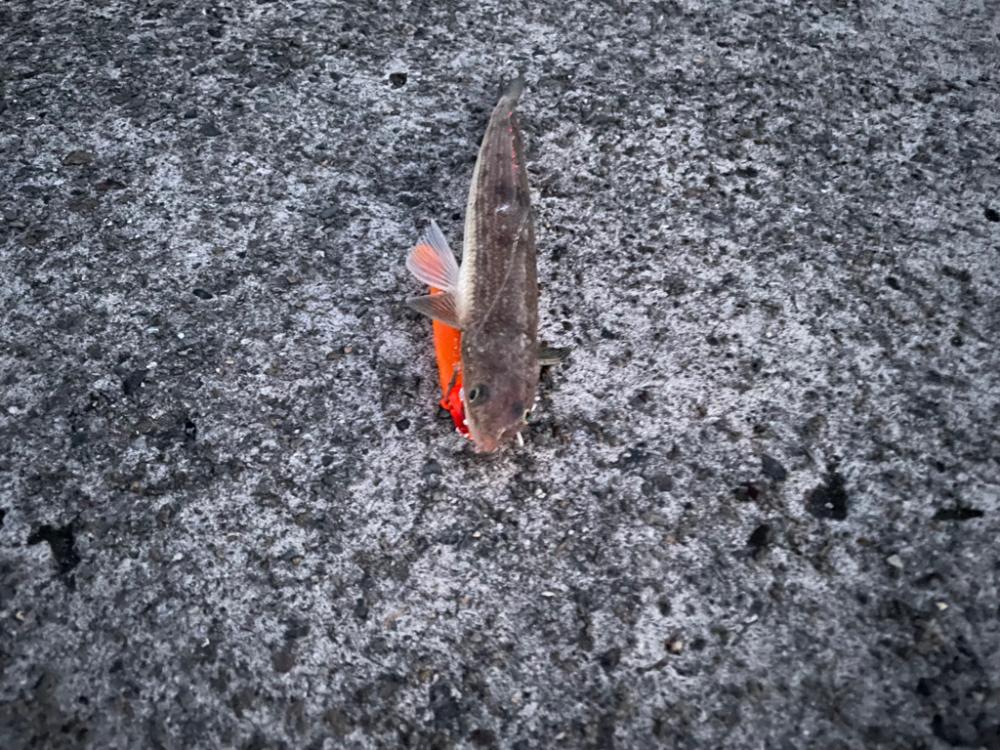 マゴチと愉快な仲間たち