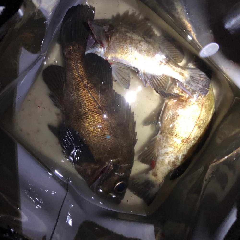 早朝メバリング