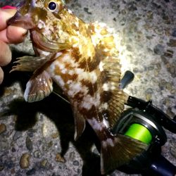 ベイトフィネスでライトロックフィッシュ