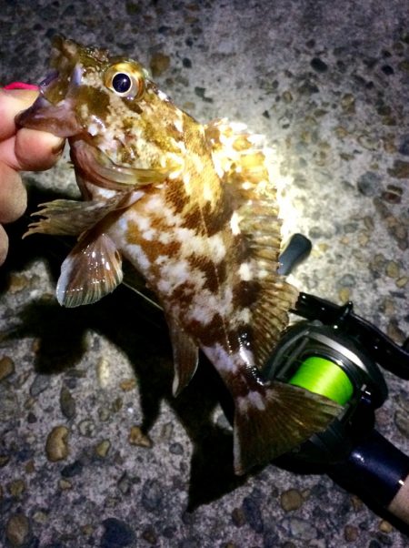 ベイトフィネスでライトロックフィッシュ