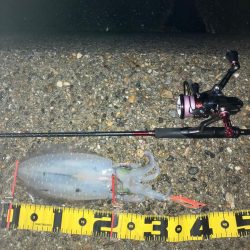 アオリイカは夕マズメにサクッと\(^o^)/