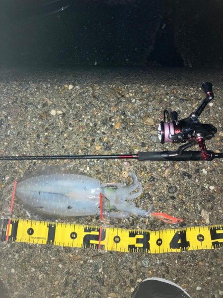 アオリイカは夕マズメにサクッと\(^o^)/